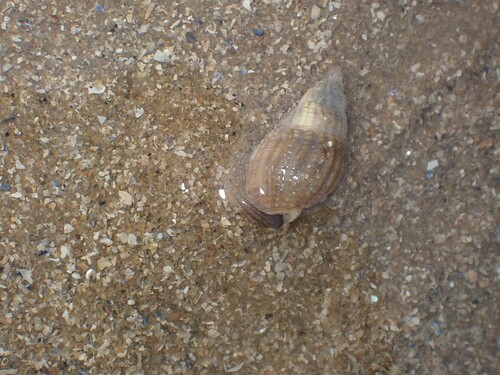 Tritia reticulata