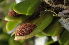 Notogrammitis crassior