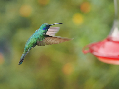 Lesser Violetear (Colibri cyanotus), photo 6