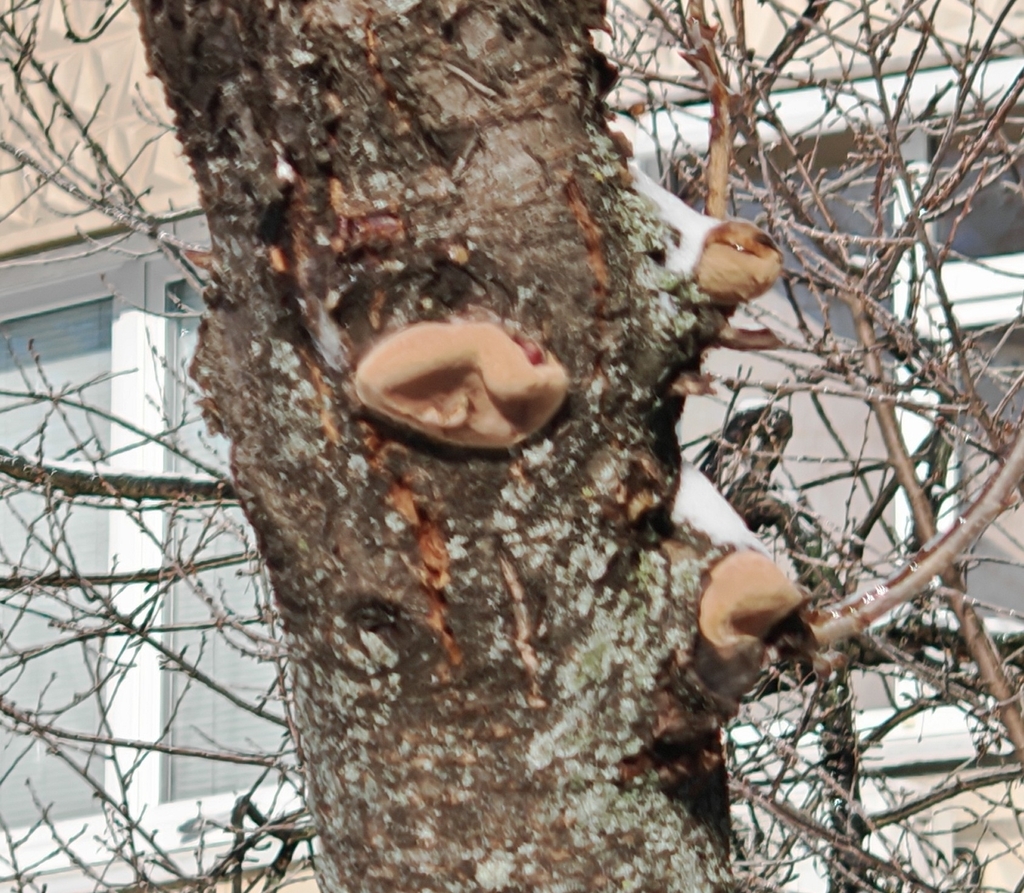 Phellinus pomaceus · February 2026 · photo: © p_andrey (iNaturalist, cc-by-nc)