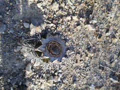 Lemaireocereus hollianus