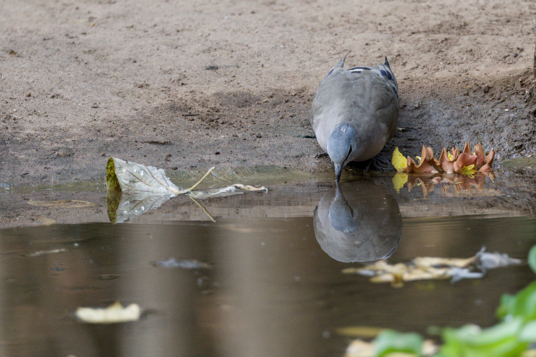 Black-billed Wood Dove (Turtur abyssinicus), photo 5