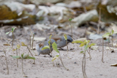 Northern Grey-headed Sparrow (Passer griseus)