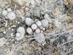 Mammillaria haageana meissneri