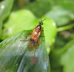 Benhamyia apicalis