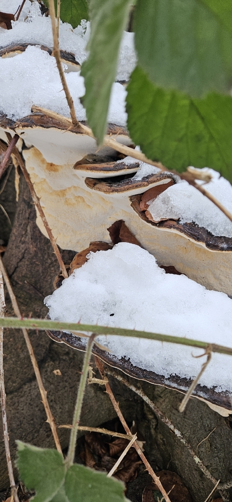 Ischnoderma resinosum · February 2026 · photo: © run4 (iNaturalist, cc-by)