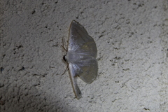 Lomographa argentata