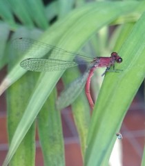 Oxyagrion terminale