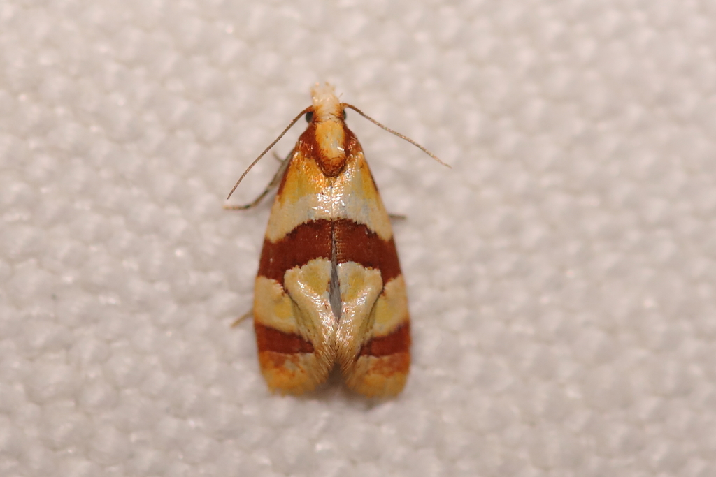 Phalonidia albipalpana