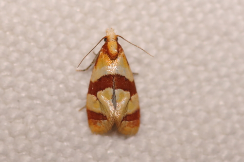 Phalonidia albipalpana