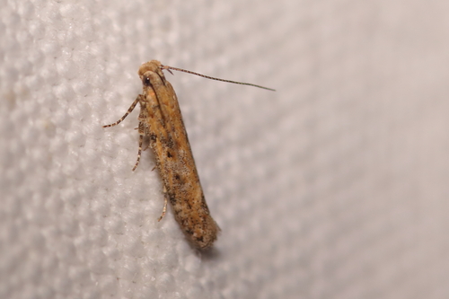 Scrobipalpa salinella