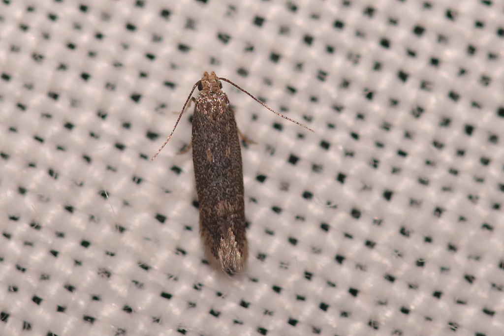Ivanauskiella occitanica
