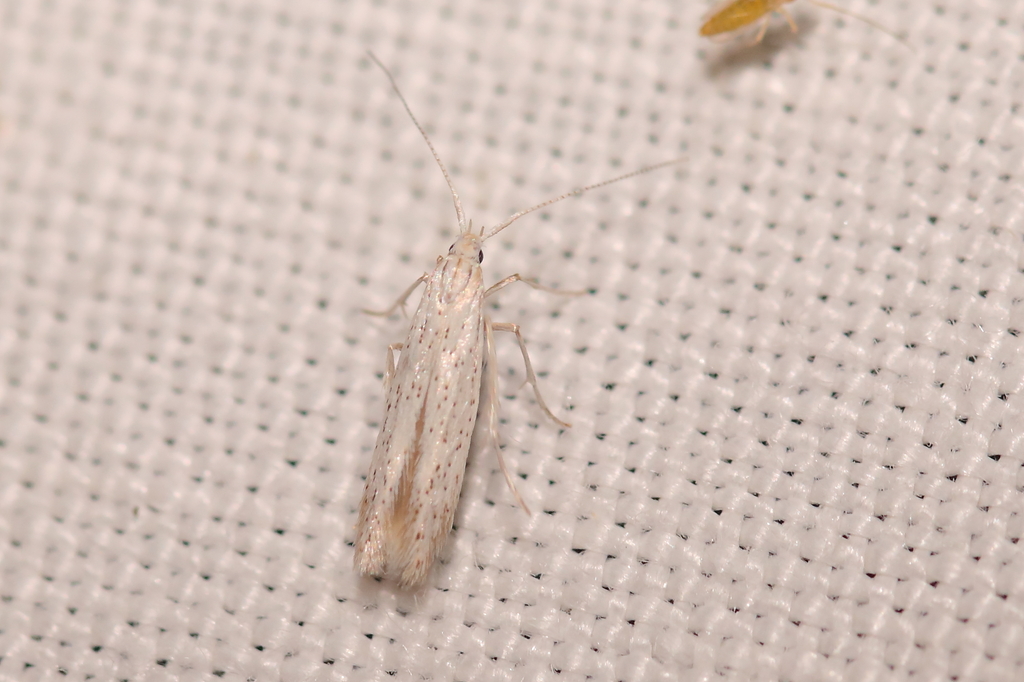 Coleophora mediterranea