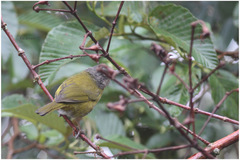 Chlorospingus flavopectus
