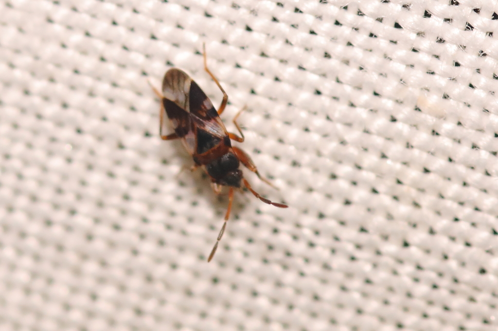 Scolopostethus cognatus