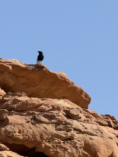 White-crowned Wheatear