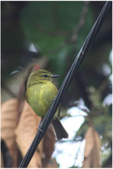 Myiophobus flavicans