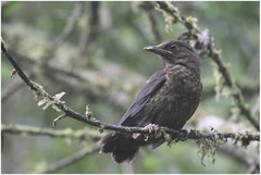 Turdus serranus