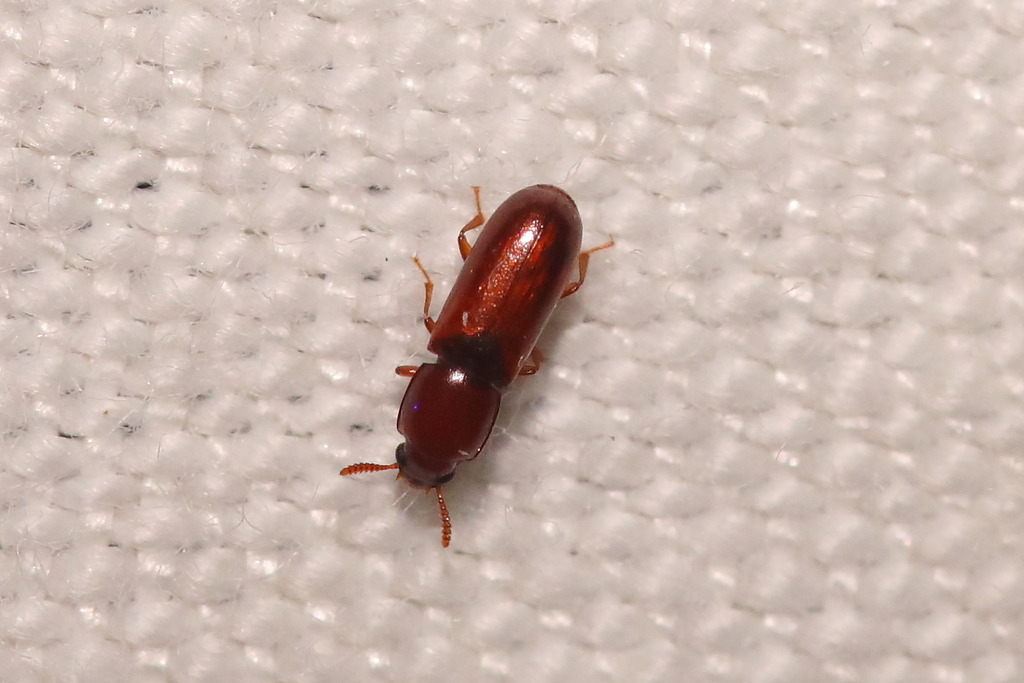 Corticeus pini