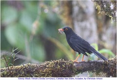 Turdus serranus
