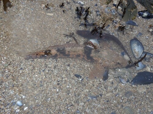 Gobius cobitis