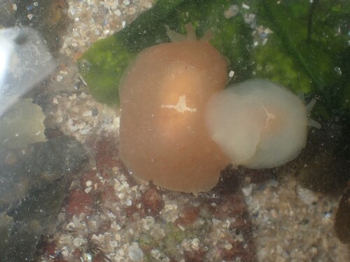 Pleurehdera stellata