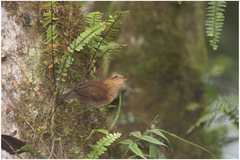 Troglodytes solstitialis