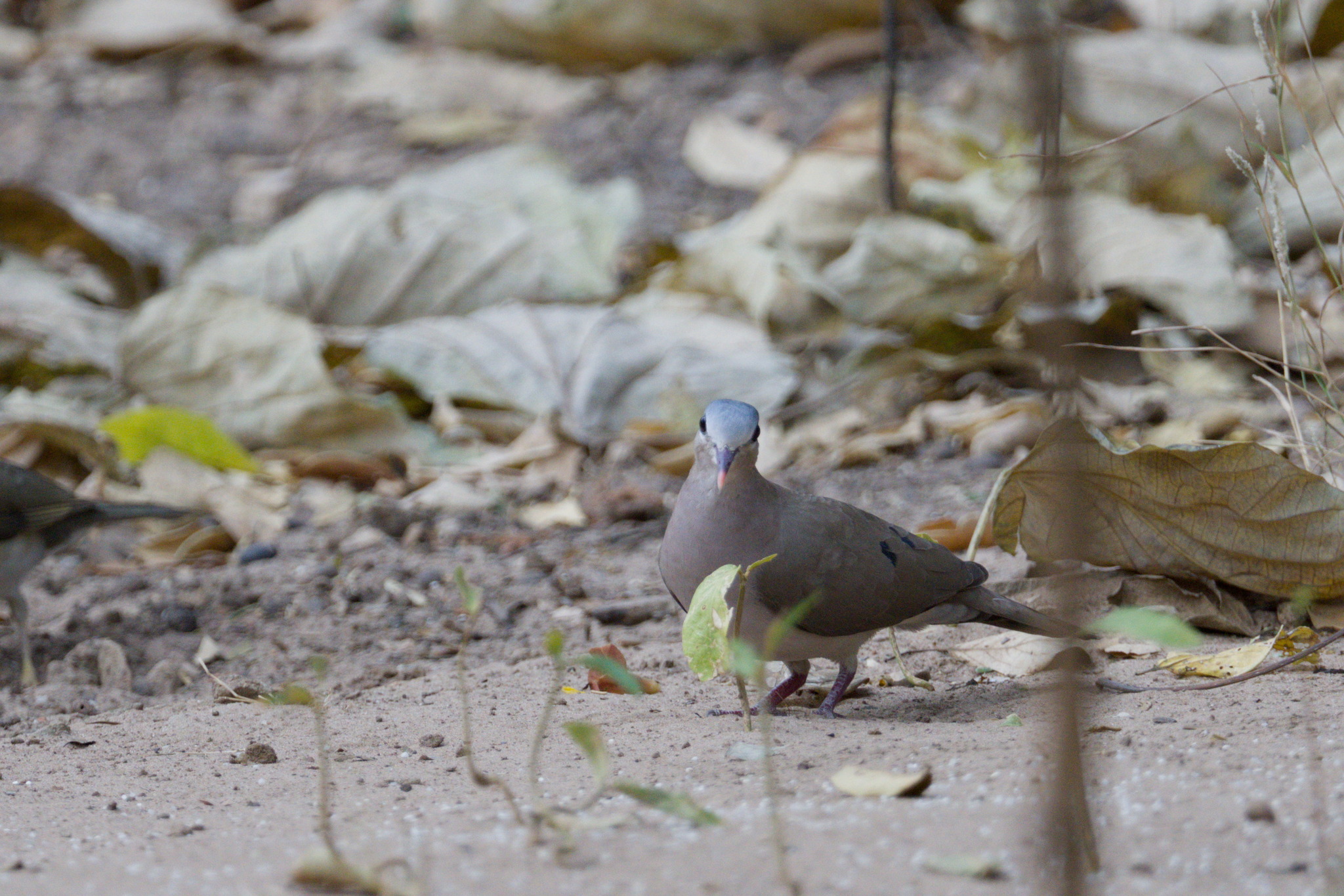 Blue-spotted Wood Dove (Turtur afer), photo 3