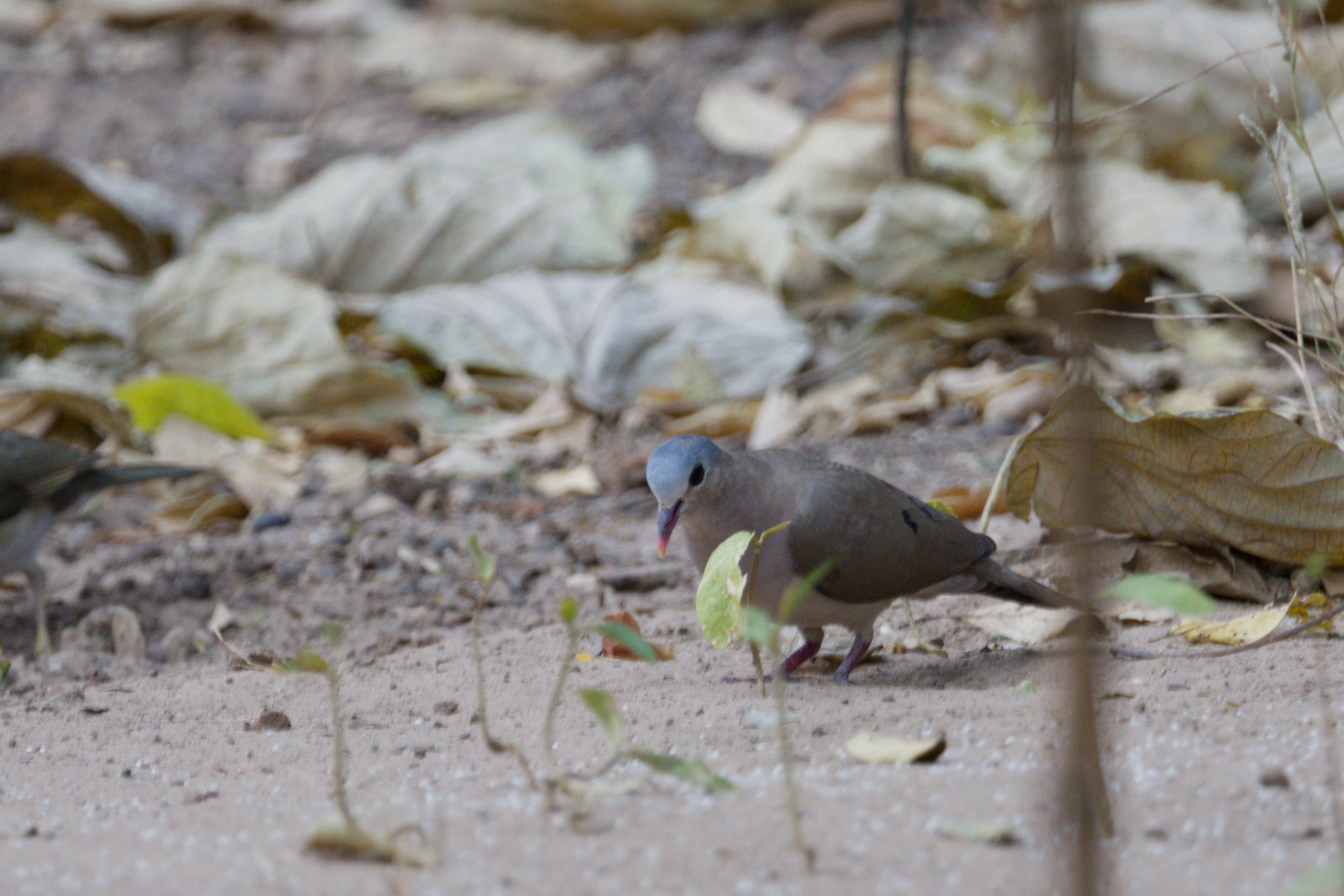 Blue-spotted Wood Dove (Turtur afer), photo 4