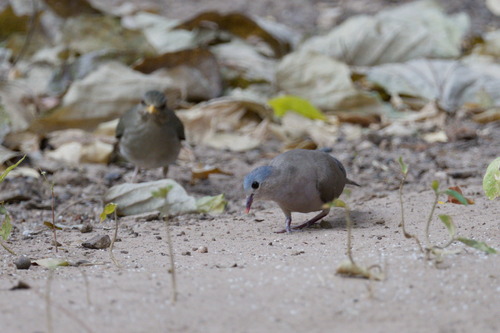 Blue-spotted Wood Dove (Turtur afer)