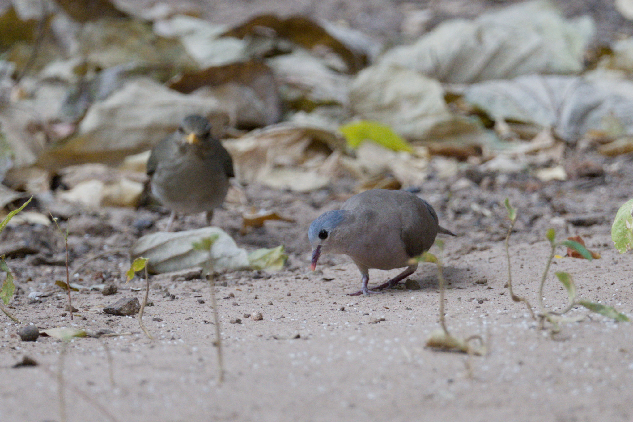 Blue-spotted Wood Dove (Turtur afer), photo 1
