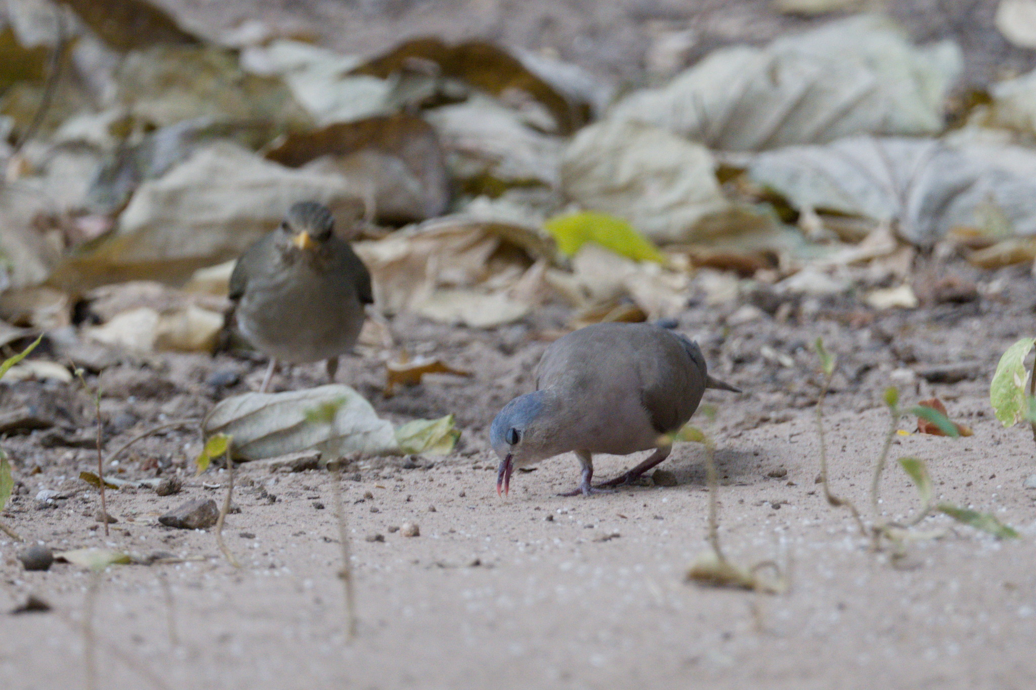 Blue-spotted Wood Dove (Turtur afer), photo 2