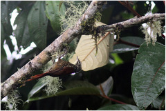 Margarornis squamiger