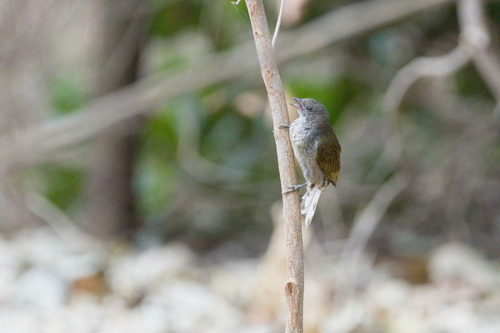 Lesser Honeyguide (Indicator minor), photo 1