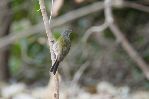 Lesser Honeyguide (Indicator minor), photo 2
