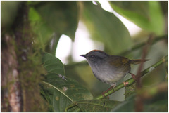 Myiothlypis coronata