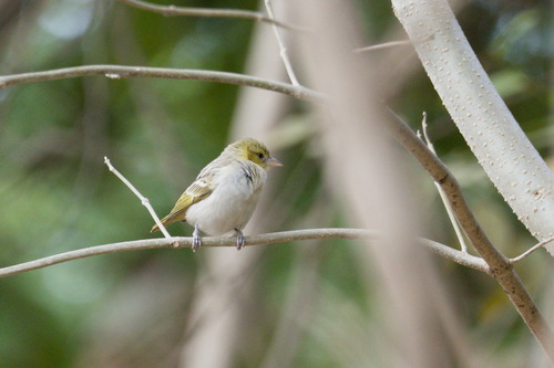 Little Weaver (Ploceus luteolus)