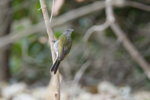 Lesser Honeyguide (Indicator minor), photo 8