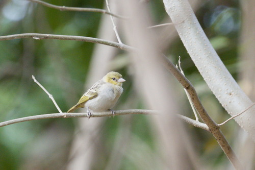 Little Weaver (Ploceus luteolus), photo 2