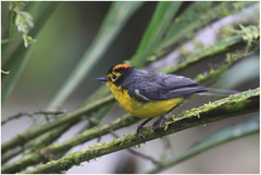 Myioborus melanocephalus
