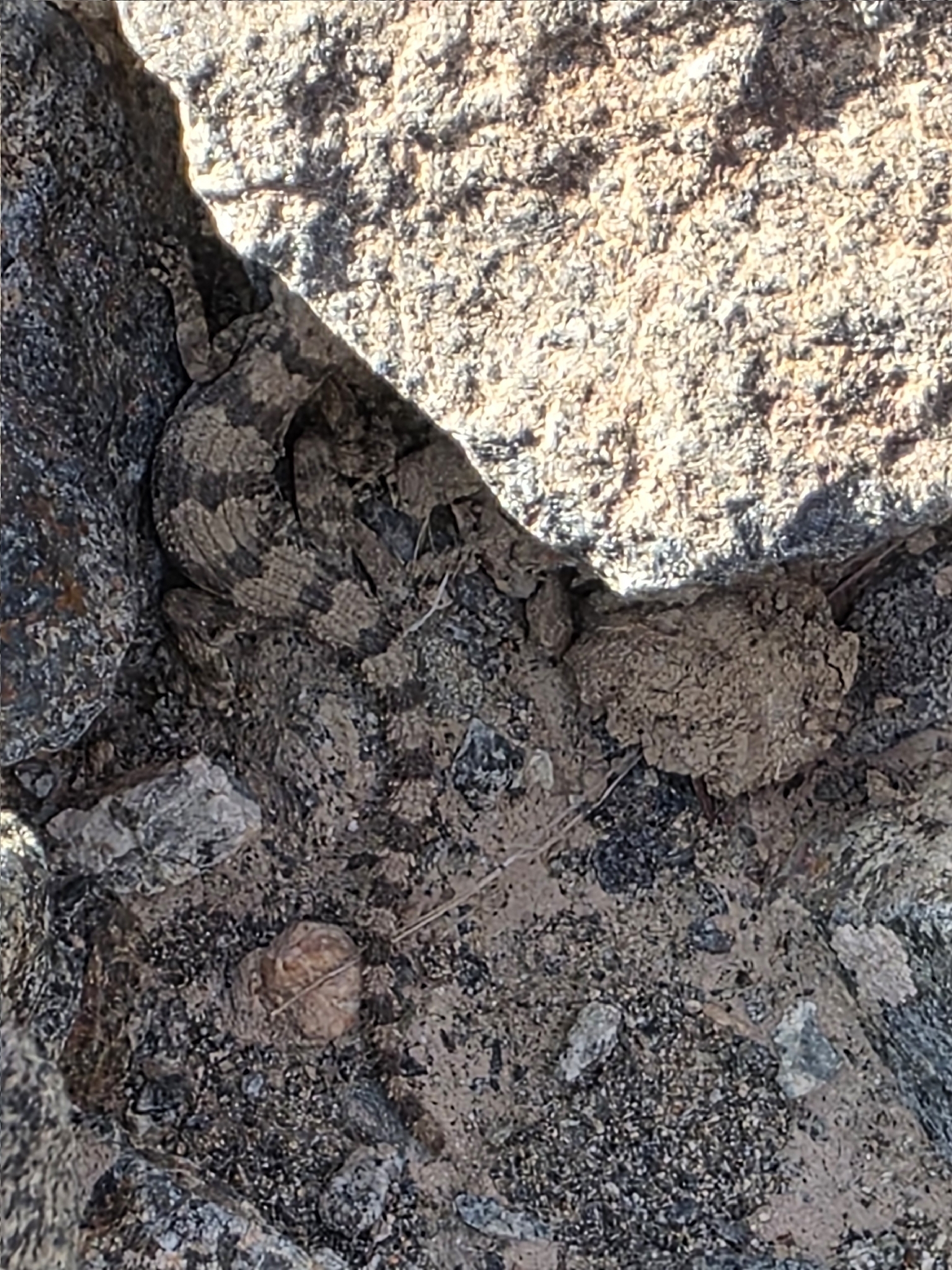 Hajar Banded Ground Gecko photo 4