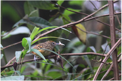 Drymophila striaticeps