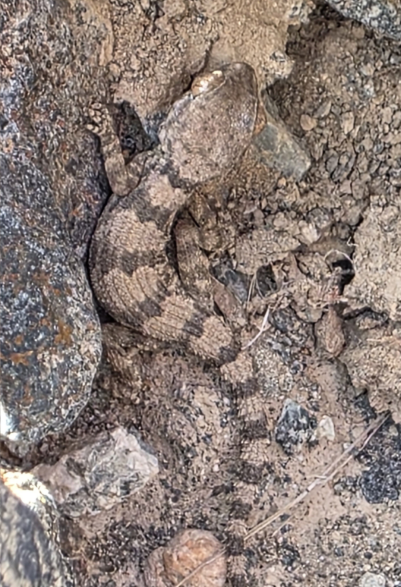 Hajar Banded Ground Gecko photo 5