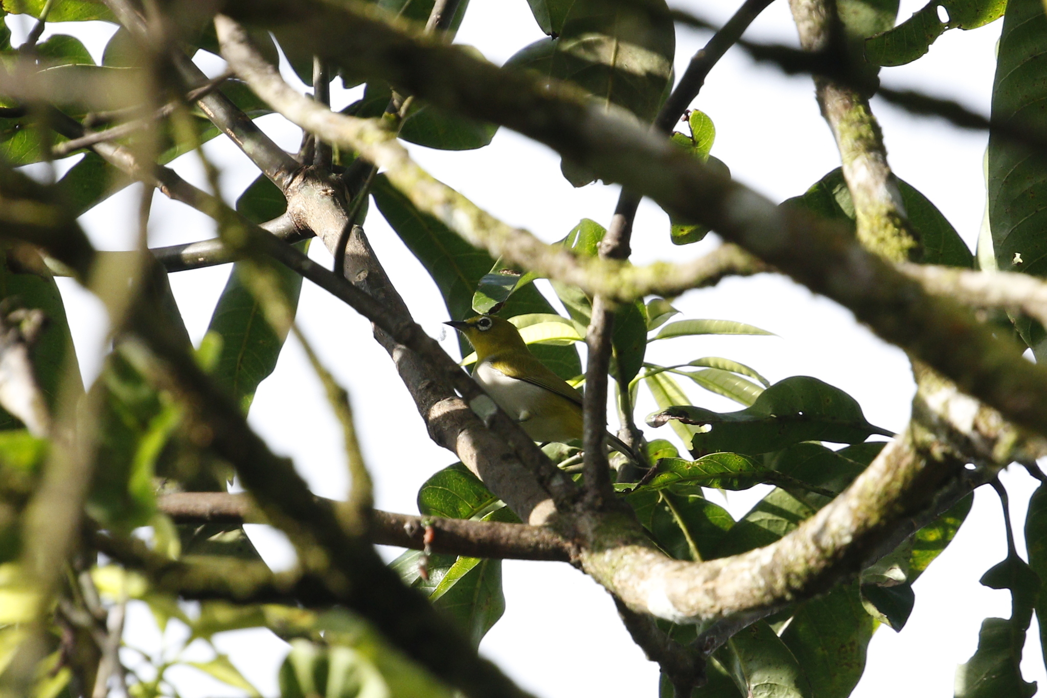 Indian White-eye (Zosterops palpebrosus), photo 9