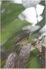 Myiophobus flavicans