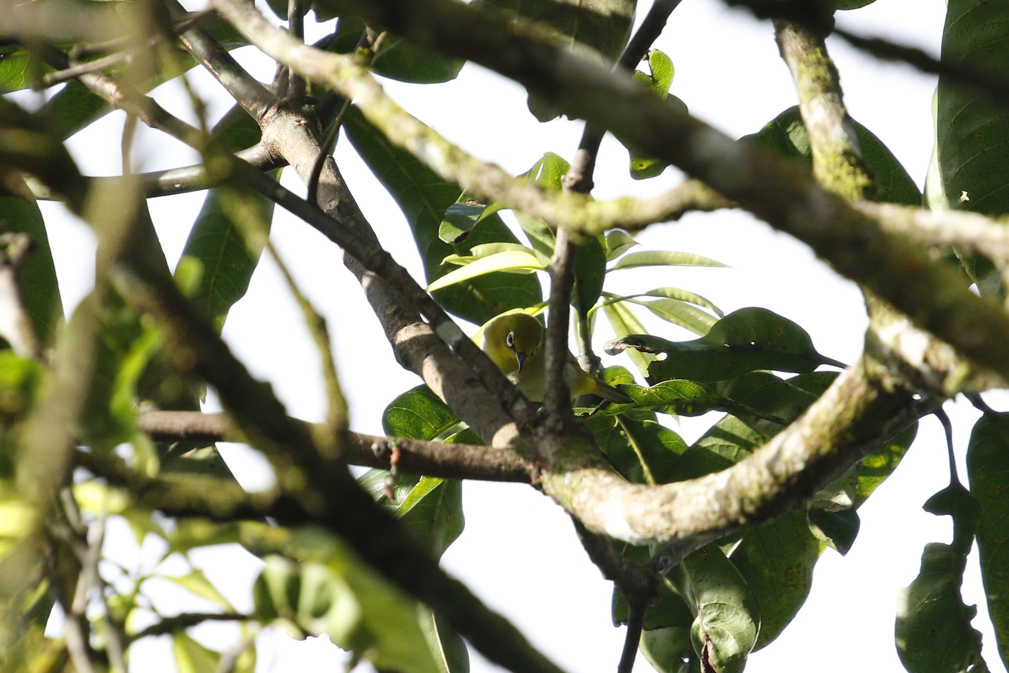 Indian White-eye (Zosterops palpebrosus), photo 10