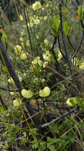 Calceolaria sparsiflora, photograph 3