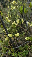 Calceolaria sparsiflora, photograph author not stated, no rights reserved