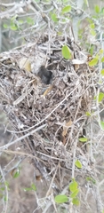 Auriparus flaviceps