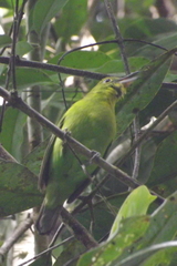 Chloropsis sonnerati